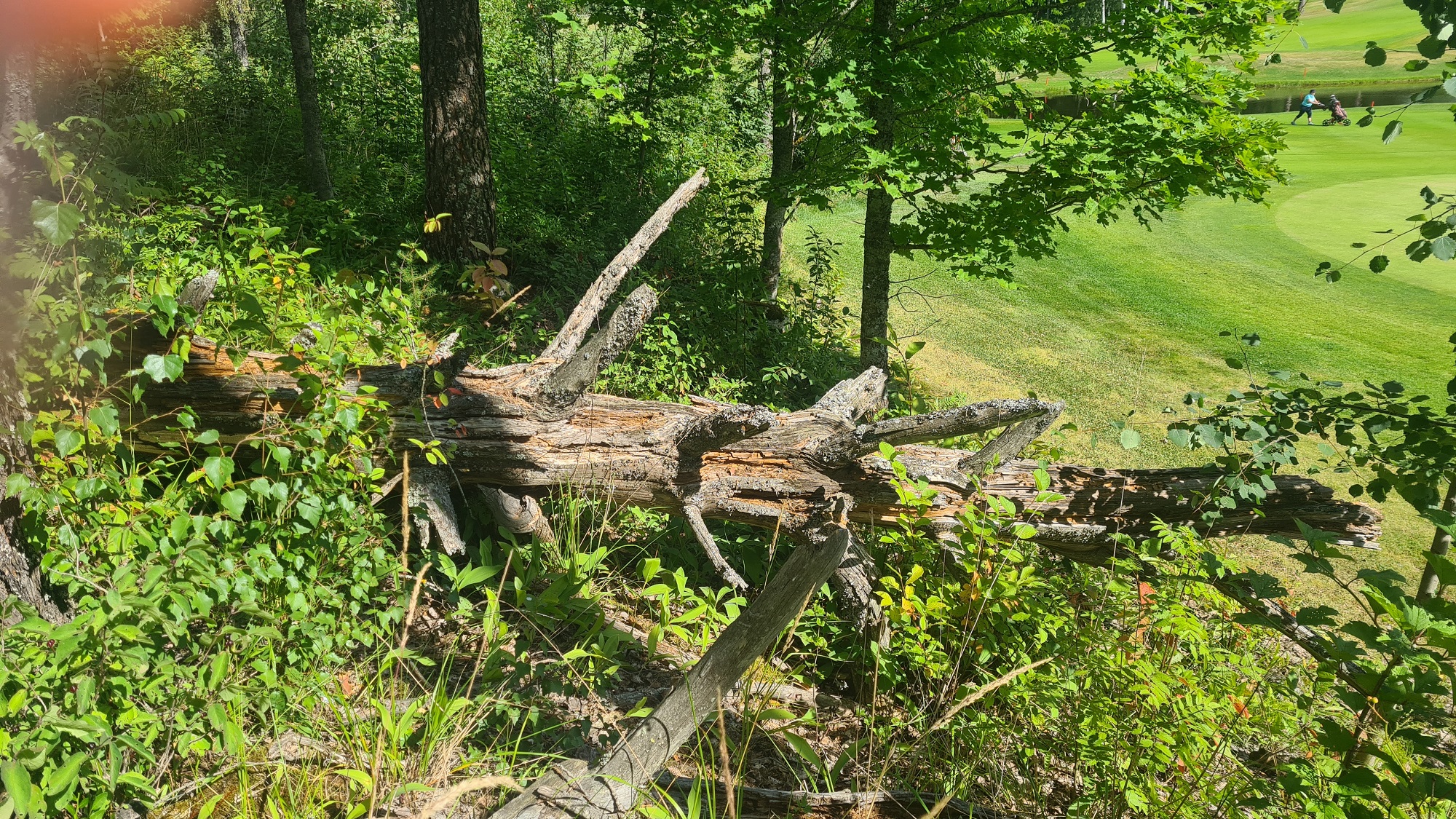 Perfect Tree Fell Embracing fallen trees for natural harmony | GEO Foundation for ...