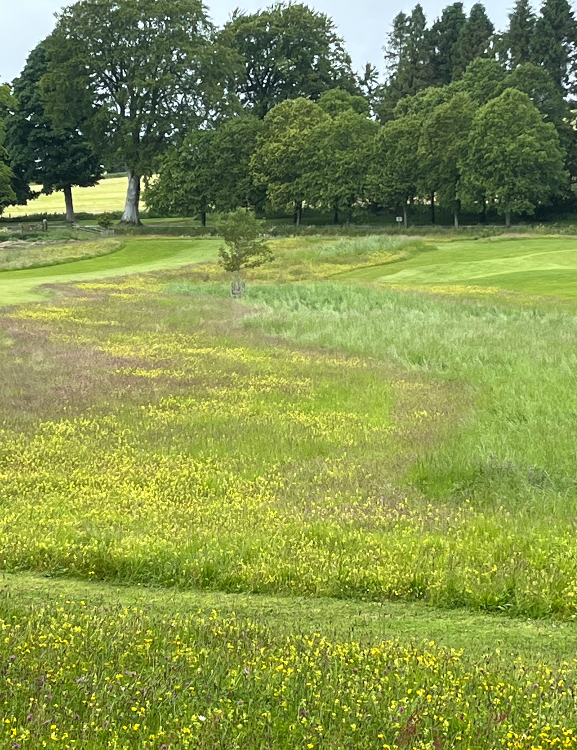 Creating a suitable environment for establishing wildflowers | GEO ...